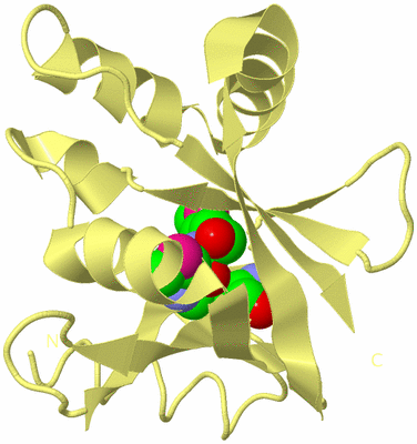 Image Biological Unit 4