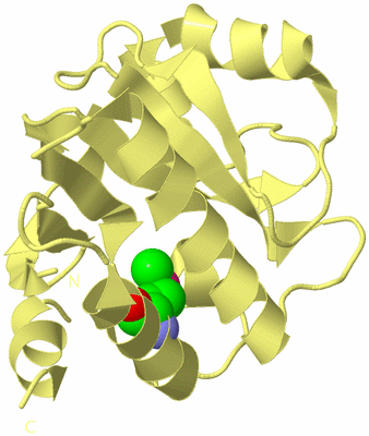 Image Biological Unit 4