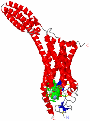 Image Asym. Unit - sites