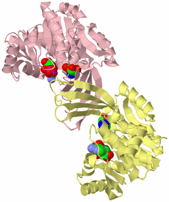 Image Biological Unit 2