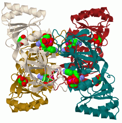 Image Biol.Unit 1 - manually