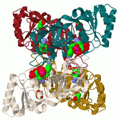 Image Biol.Unit 1 - manually