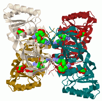 Image Biol.Unit 1 - manually