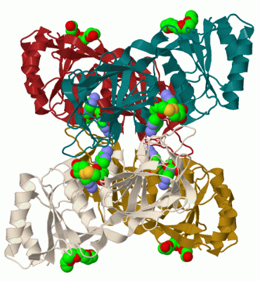 Image Biol.Unit 1 - manually