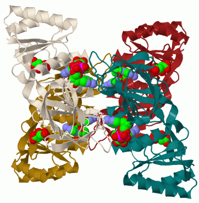 Image Biol.Unit 1 - manually