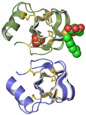 Image Asym./Biol. Unit - manually